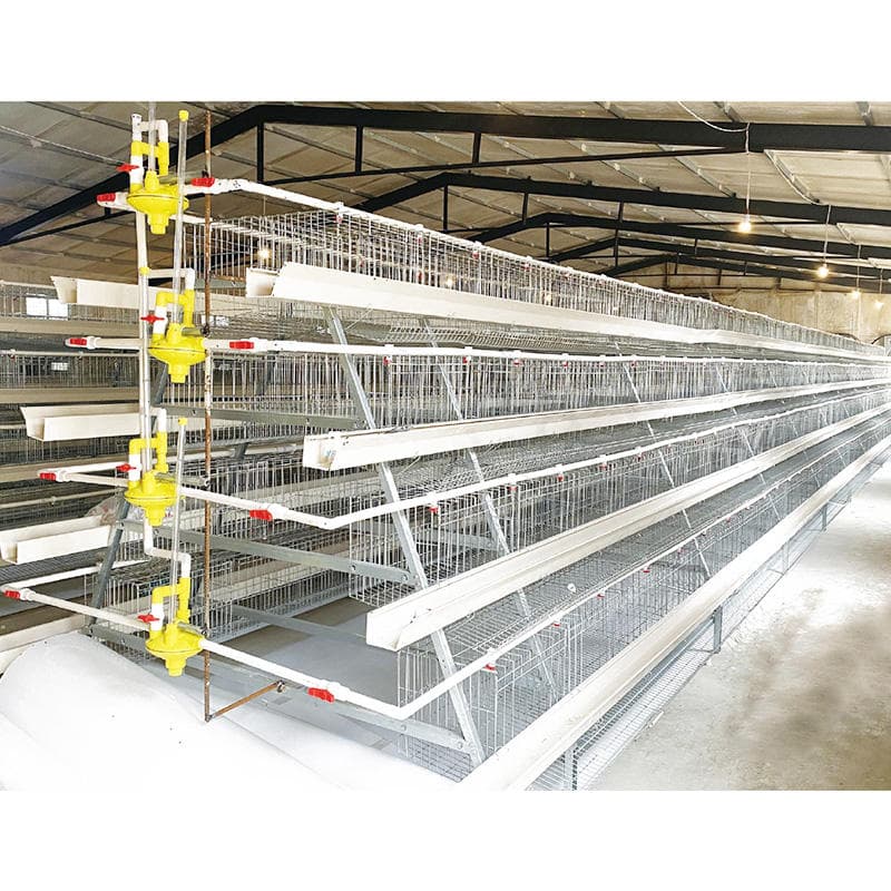 Poultry Cages