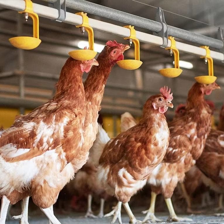 Chicken Drinkers